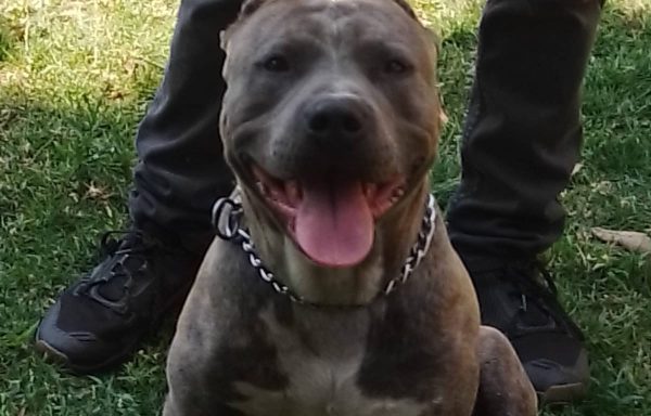 Pitbull Terrier Americano